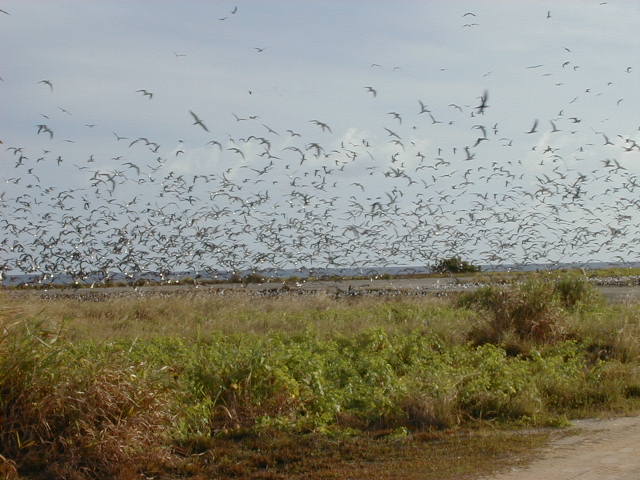 More LOUD birds